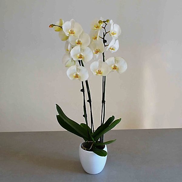 orquidea-blanca-barcelona